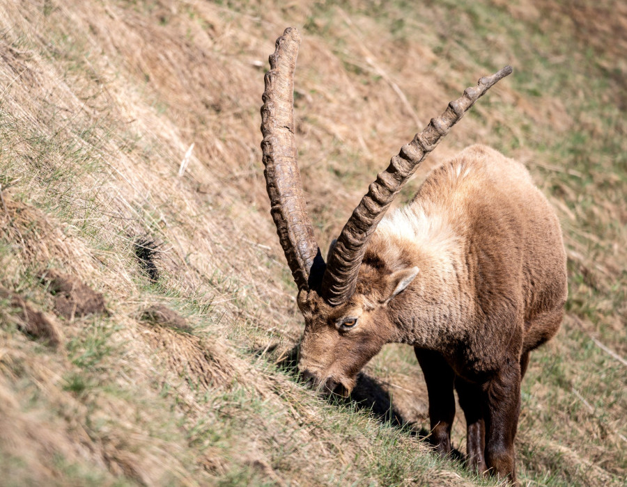 Steinbock in Pontresina.