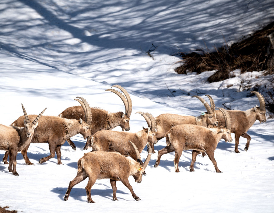 Steinbock Pontresina Steinbockparadies.