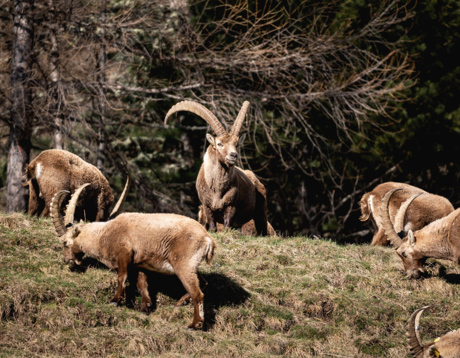 Steinbock Pontresina Steinbockparadies.